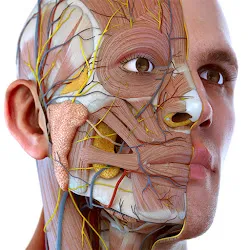 Visual Anatomy 3D - Human body icon