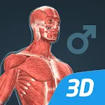 El cuerpo humano en 3D icon