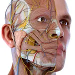 Visual Anatomy 3D - Human body icon