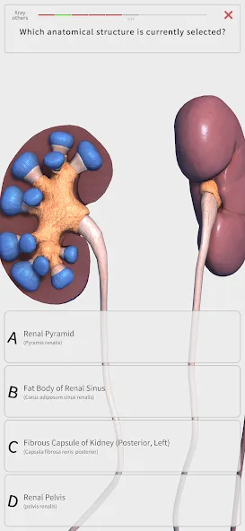 Visual Anatomy 3D - Human body screenshot 4