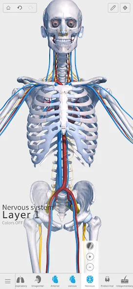 Visual Anatomy 3D - Human body screenshot 6