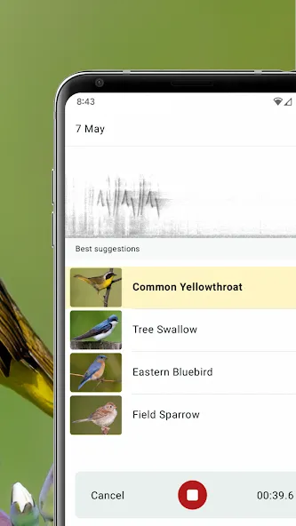 Merlin Bird ID by Cornell Lab screenshot 3