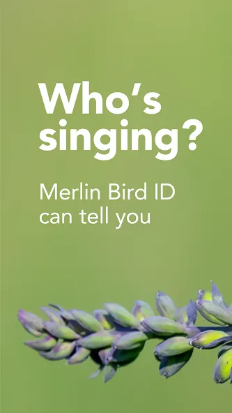 Merlin Bird ID by Cornell Lab screenshot 1