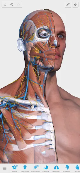 Visual Anatomy 3D - Human body screenshot 1