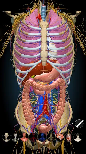 Anatomy Learning - 3D Anatomy screenshot 7