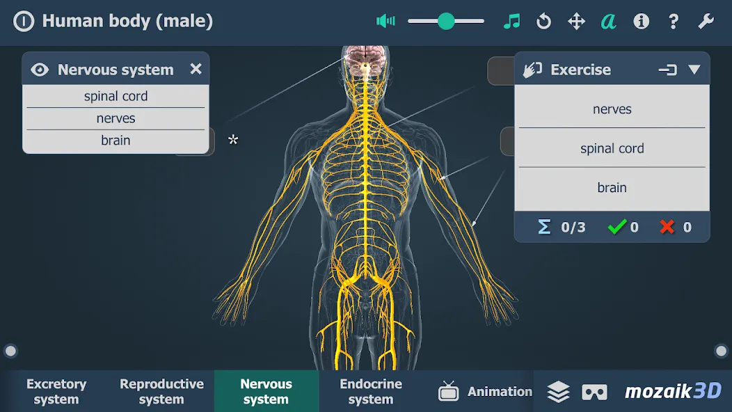 Human body (male) 3D scene screenshot 5