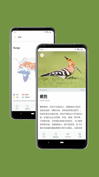 Merlin 鸟种识别 by Cornell Lab screenshot 5