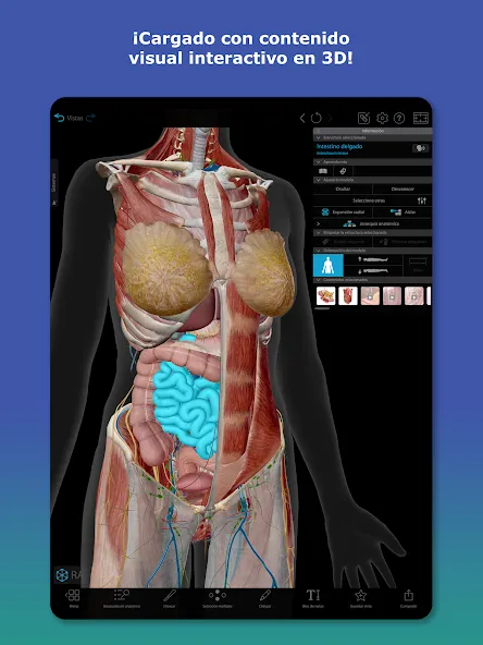 Atlas de anatomía humana 2026 screenshot 6