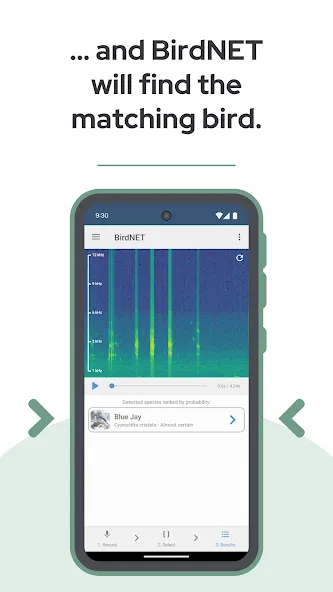 BirdNET screenshot 5