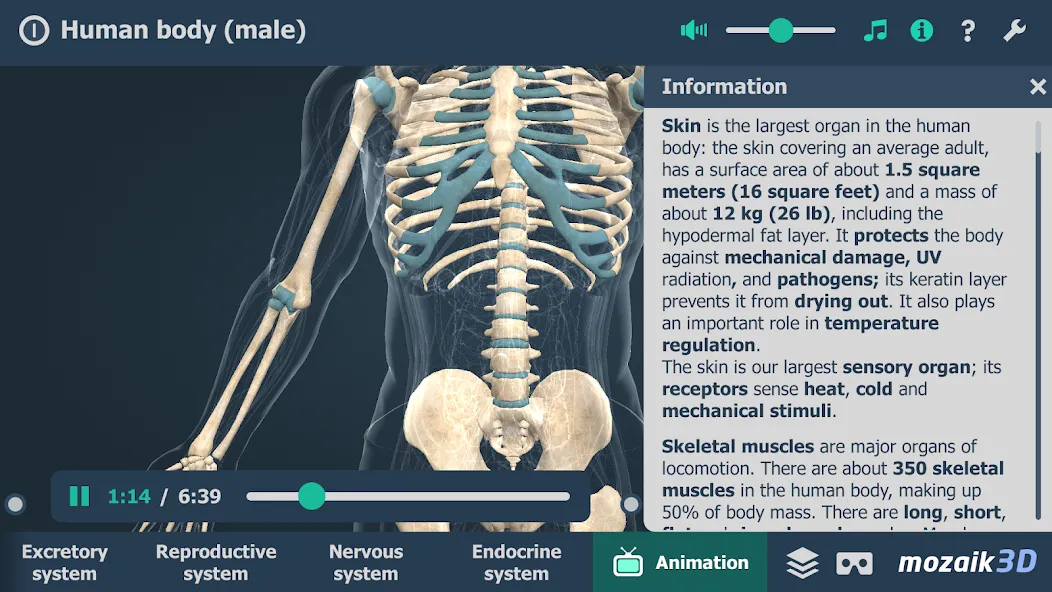 Human body (male) 3D scene screenshot 6