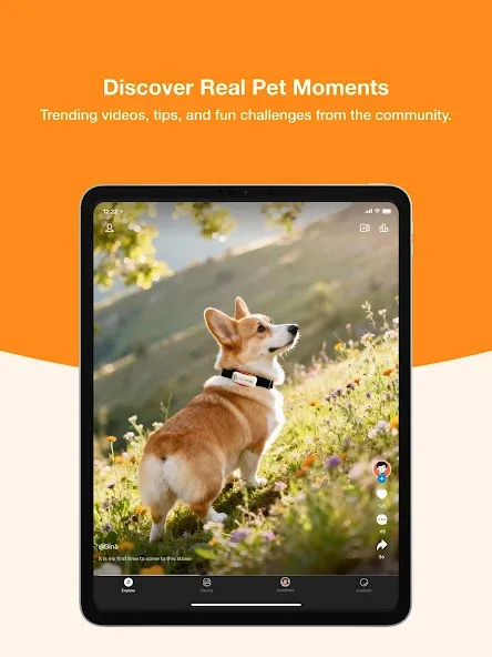 DBDD: Pet Tracker & Assistant screenshot 13