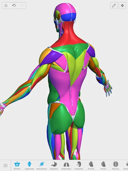Visual Anatomy 3D - Human body screenshot 16