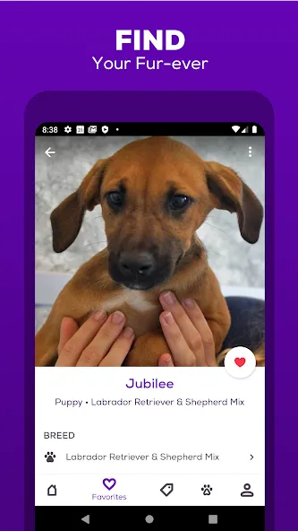 Petfinder - Adopt a Pet screenshot 6