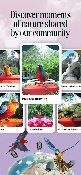 Birdbuddy: ID & Collect Birds screenshot 5