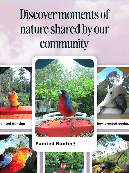 Birdbuddy: ID & Collect Birds screenshot 10