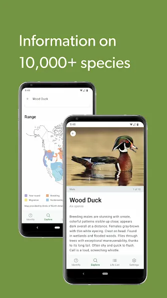 Merlin Bird ID by Cornell Lab screenshot 8