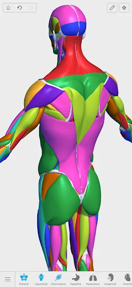 Visual Anatomy 3D - Human body screenshot 8