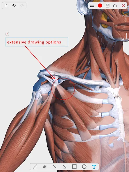 Visual Anatomy 3D - Human body screenshot 13