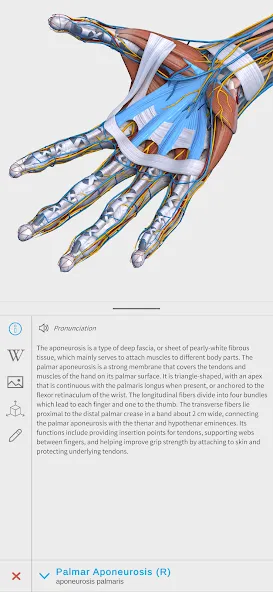 Visual Anatomy 3D - Human body screenshot 2