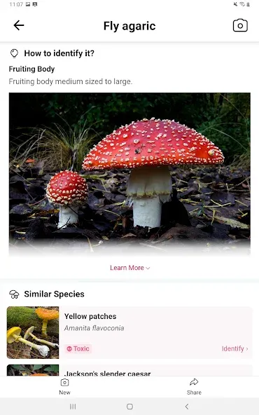 Picture Mushroom - Mushroom ID screenshot 9