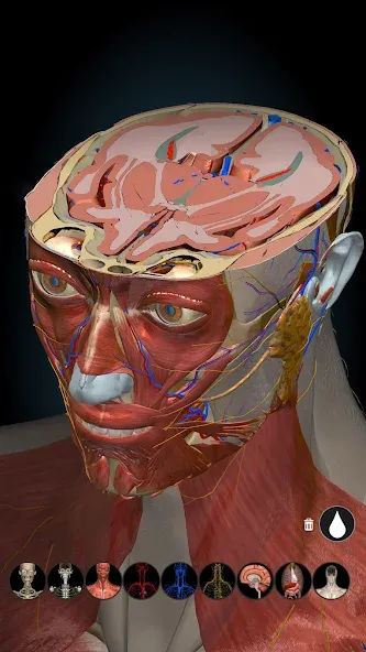 Anatomy Learning - 3D Anatomy screenshot 8