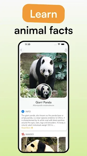 Animal Identifier - iSpecies screenshot 2