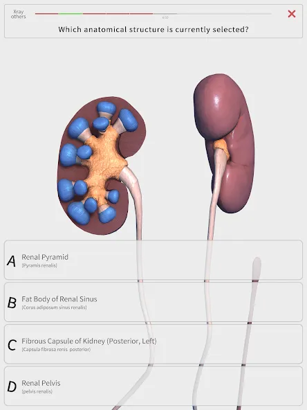 Visual Anatomy 3D - Human body screenshot 12