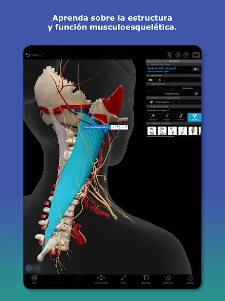 Atlas de anatomía humana 2026 screenshot 8