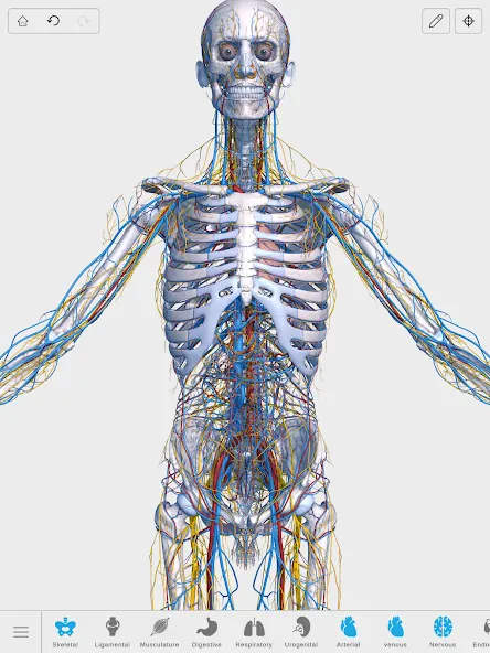 Visual Anatomy 3D - Human body screenshot 14