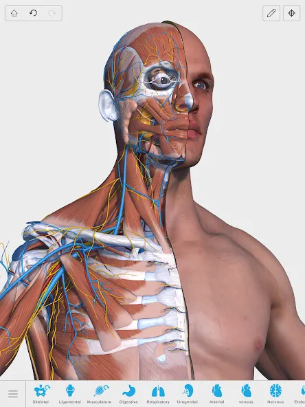Visual Anatomy 3D - Human body screenshot 9