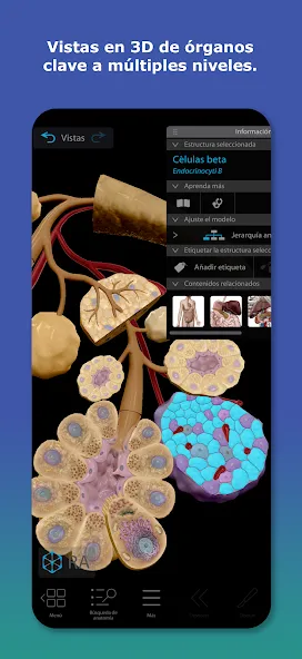Atlas de anatomía humana 2026 screenshot 2