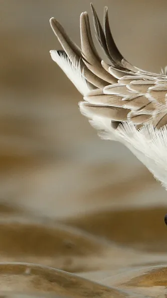Merlin 鸟种识别 by Cornell Lab screenshot 1