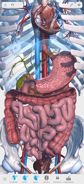 Visual Anatomy 3D - Human body screenshot 3