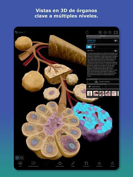 Atlas de anatomía humana 2026 screenshot 7