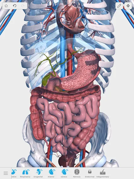Visual Anatomy 3D - Human body screenshot 11