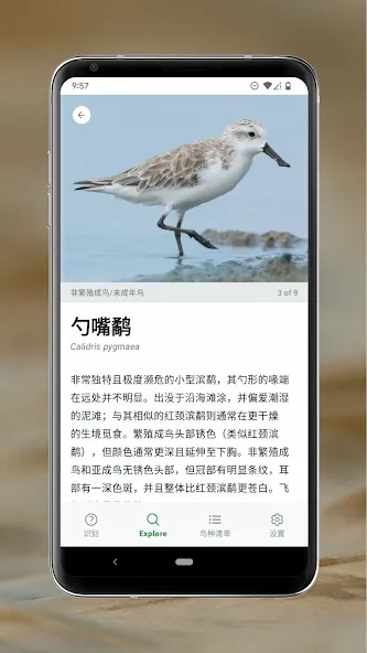Merlin 鸟种识别 by Cornell Lab screenshot 3