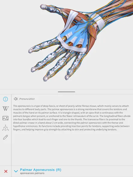 Visual Anatomy 3D - Human body screenshot 10