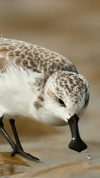 Merlin 鸟种识别 by Cornell Lab screenshot 2