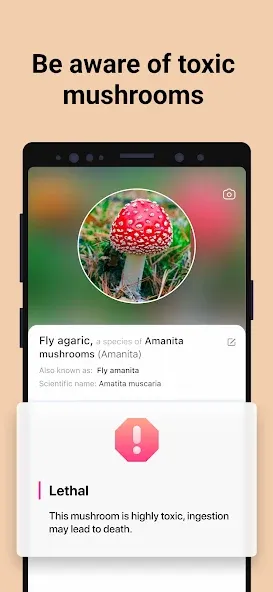 Picture Mushroom - Mushroom ID screenshot 3